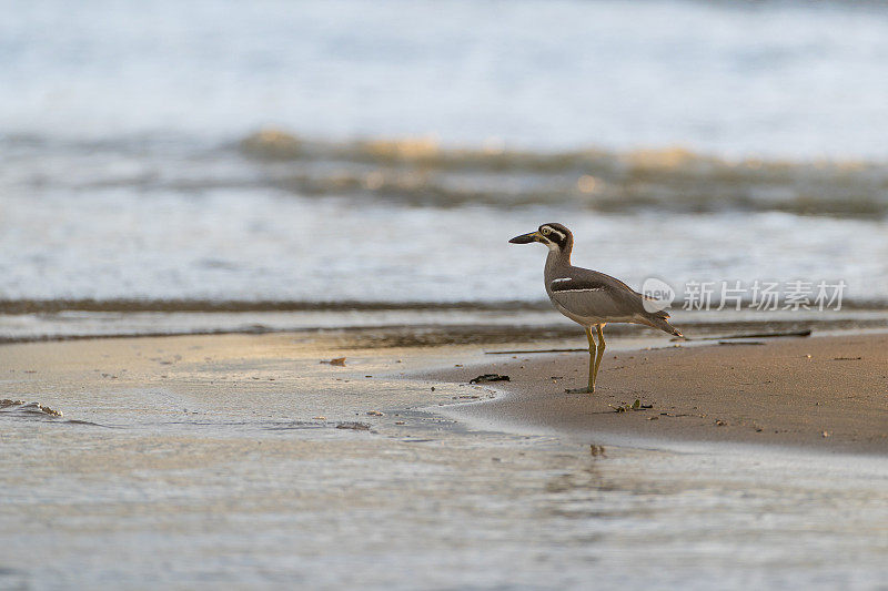 海鸟:成年海滩粗膝鹬(Esacus magnirostris)，又名海滩石鸻。